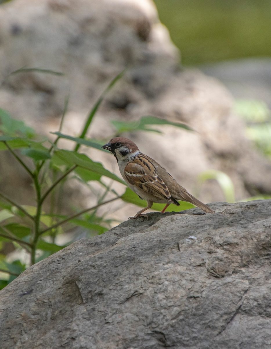 sparrow, bird, nature, wildlife, ornithology, beak, feathers, plumage, perched, fauna, species, passerine, rock, gray, habitat, trees, natural environment, nature shot, birdwatching, microhabitat