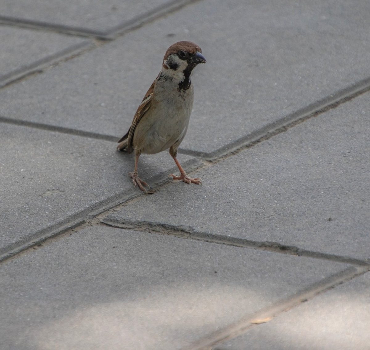 sparrow, animal, bird, wildlife, ornithology, beak, feathers, plumage, avian, perched, fauna, species, passerine, birdwatching, sidewalk, pavement