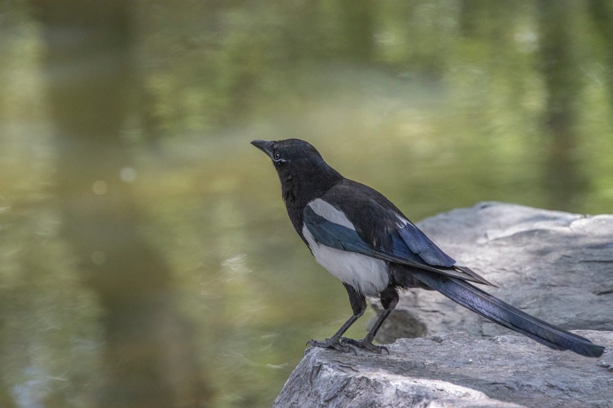 magpie, nature, bird, wildlife, animal, plumage, beak, avian, biodiversity, feathers, ornithology, fauna, perched, birdwatching, water, stone, ecology, natural environment, observation, ecosystem