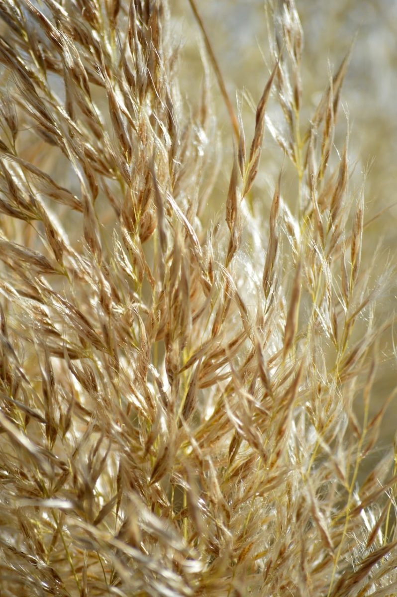 grasses, nature, plant, golden, close-up, sunshine, texture, soft, details, abstract, summery, grass, movement, outdoor, background, ornamental, natural, tufts, purple hues, embellished