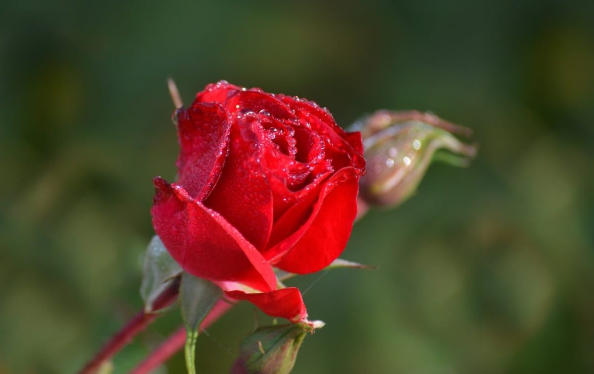 rose, red rose, dew, droplet, nature, flower, macro, detail, close-up, love, valentine, red, petal, outdoor, fresh, garden flower, romantic, bright red, waterdrop, flower photography, country garden
