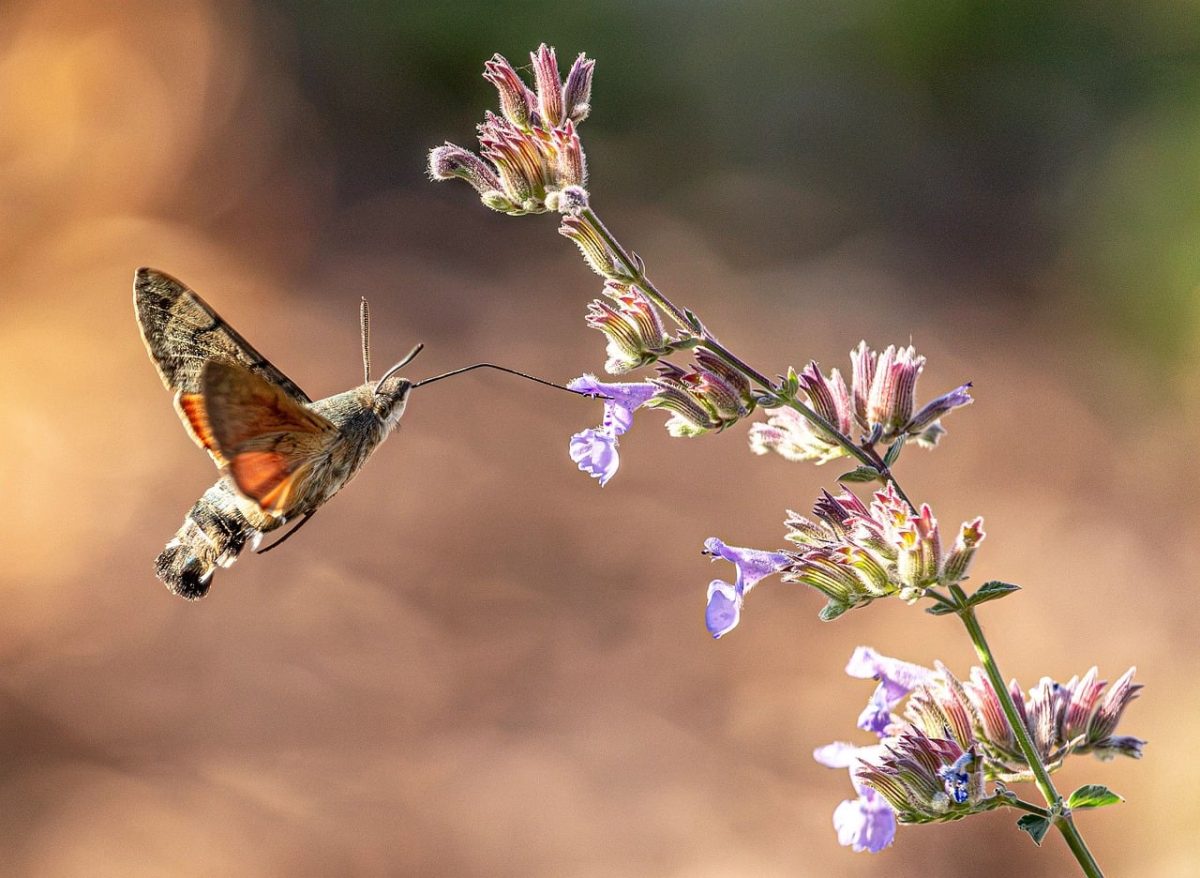 hummingbird hawk moth, macroglossum stellatarum, insect, wings, hovering, flying, proboscis, feeding, nectar, hd wallpaper, wildlife, macro, close up, blossom, flower, lavender, purple flower, bokeh, blurry background, nature, wallpaper