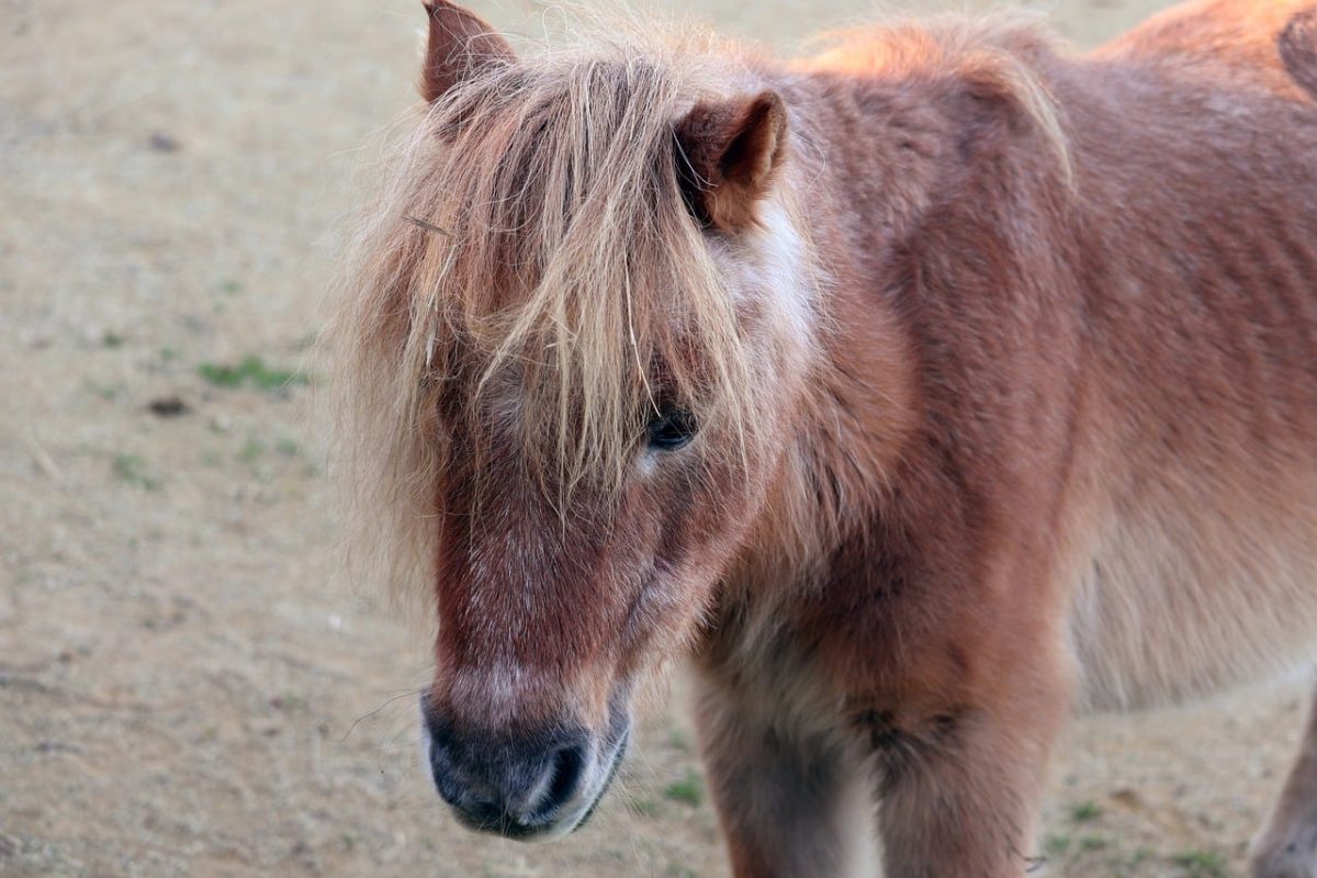 pony, mane, head, snout, horse, pasture, pet, stable, animal, small, brown, cute, outdoor, farm, furry, yard, view, quadruped, animal head