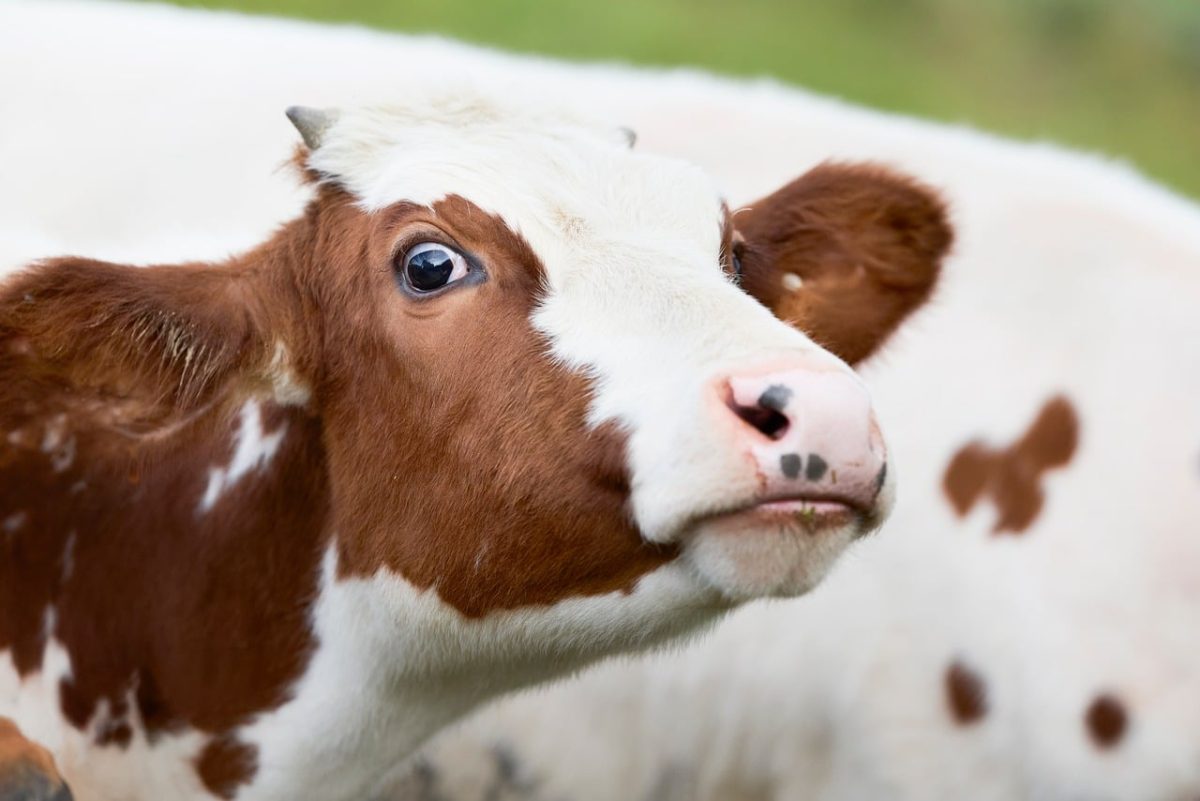 calf, cow, portrait, face, farm, curious, animal, meadow, agriculture, social, dairy, nature, brown, white, cute, eye, young, charming, glance, adorable, happy, juvenile