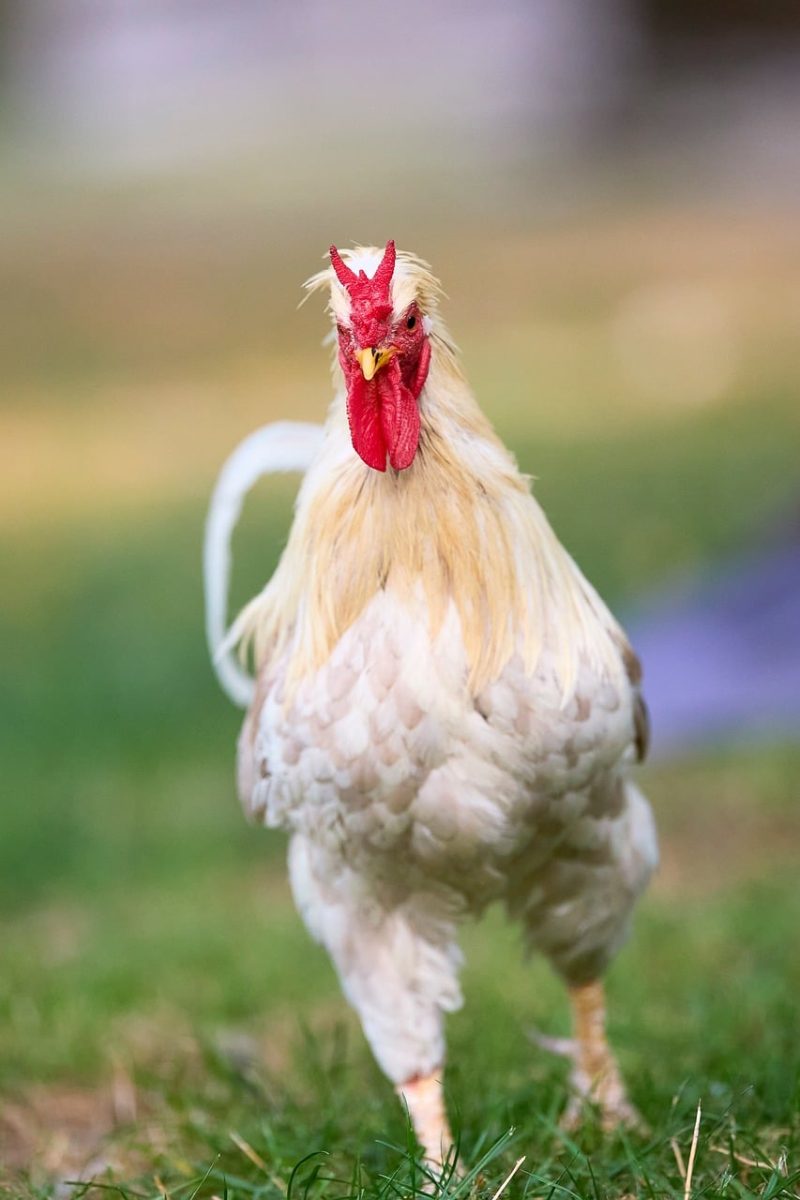 rooster, bird, countryside, farm, nature, white, comb, red, feathered, outdoors, animal, poultry, grass, livestock, chicken, agriculture, external, rural, crest, walking, animal products