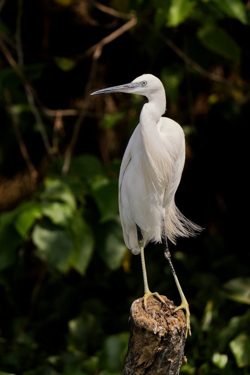 heron, bird, wildlife, nature, white, little egret, bird on branch, perch, light, wide angle, detail, close up, green, camouflage, outdoor, shot, ecosystem, calm, animal