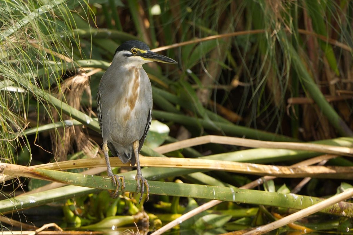 mangrove heron, bird, animal, wilderness, nature, heron, zoology, ornithology, savanna, wetland, nesting, green, branches, feathered, shrubs, frontal view, wing feathers, climate region, african birds, african nature, wading bird