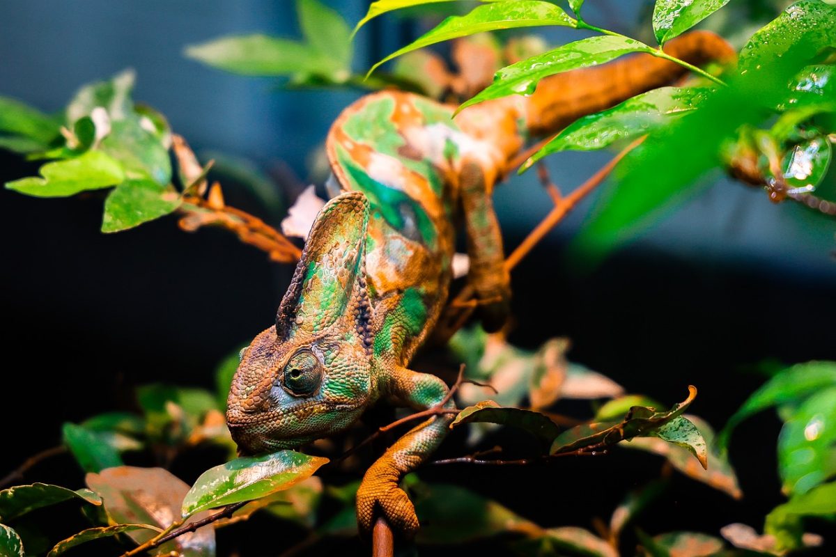 chameleon, reptile, lizard, cambodia, wildlife, animal, siem reap, macro photography, exotic, camouflage, nature, green, tropical, vibrant, leaf, colorful, branch, leaf pattern, environment