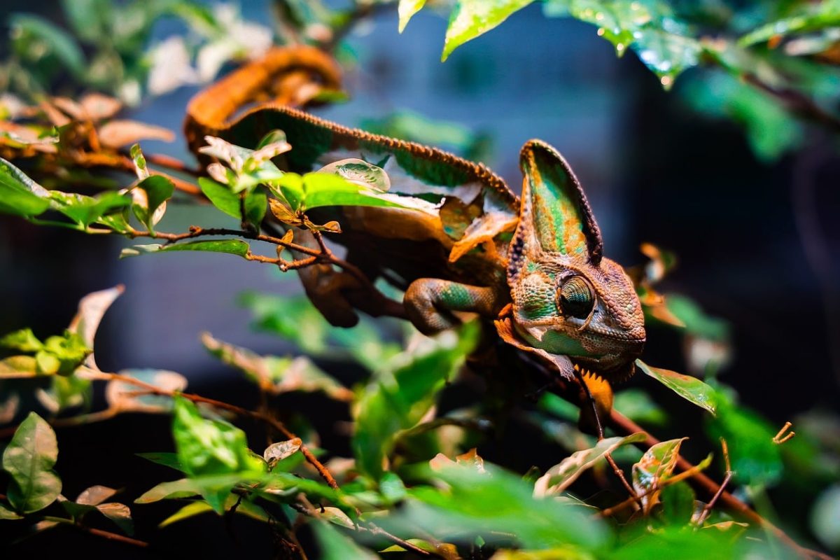 chameleon, animal, nature, green, leaves, camouflage, reptiles, ecosystem, adventure, colorful, curious, exotic, outdoor, wildlife, conservation, survival, ecology, biology