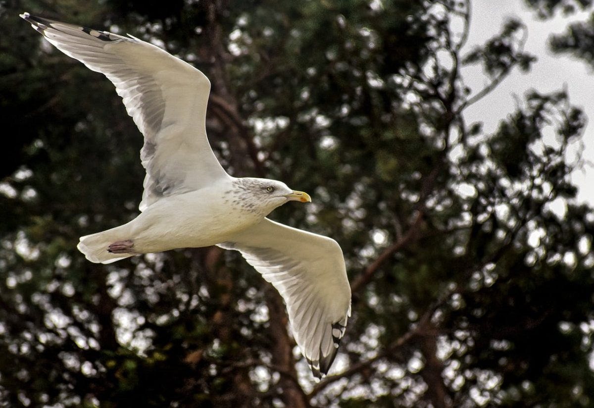 seagull, bird, forest, flying, animal, wings, wild, nature, outdoors, natural environment, free bird, black and white, flying bird, freedom, wildlife, alert, to fly, sea bird, birds in nature, tree branch