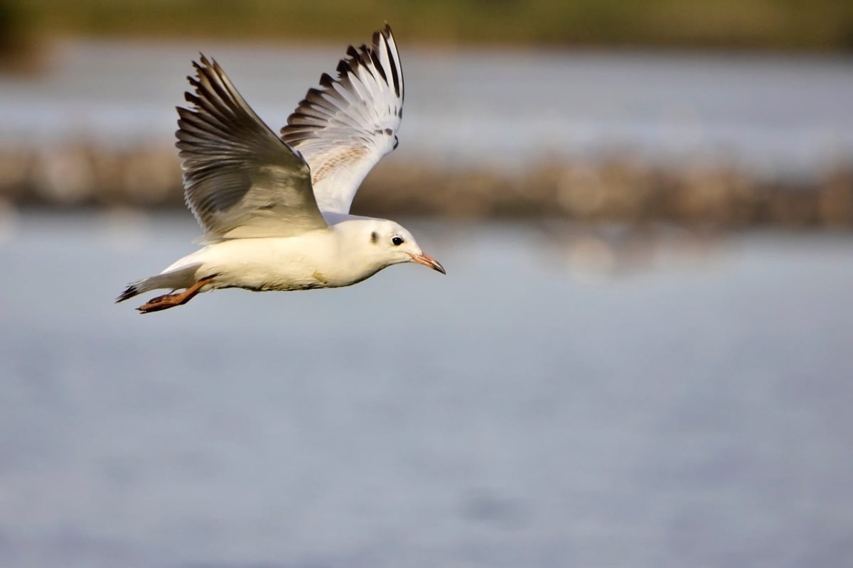 seagull, flying, nature, waterbird, wings, flight, landscape, wild, white, sky, feather, calm, blue, light, blue sky, ecology, lightness, natural world, beak, reserve, movement