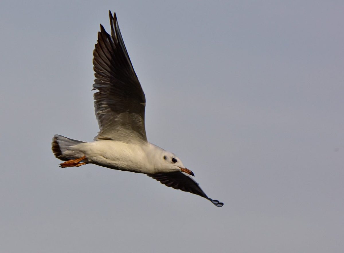 gull, bird, flying, nature, sky, wings, closing, flight, wild, calm, calm sky, aerial view, wildlife, wing in motion, wing, wild birds, bird wings, bird migration