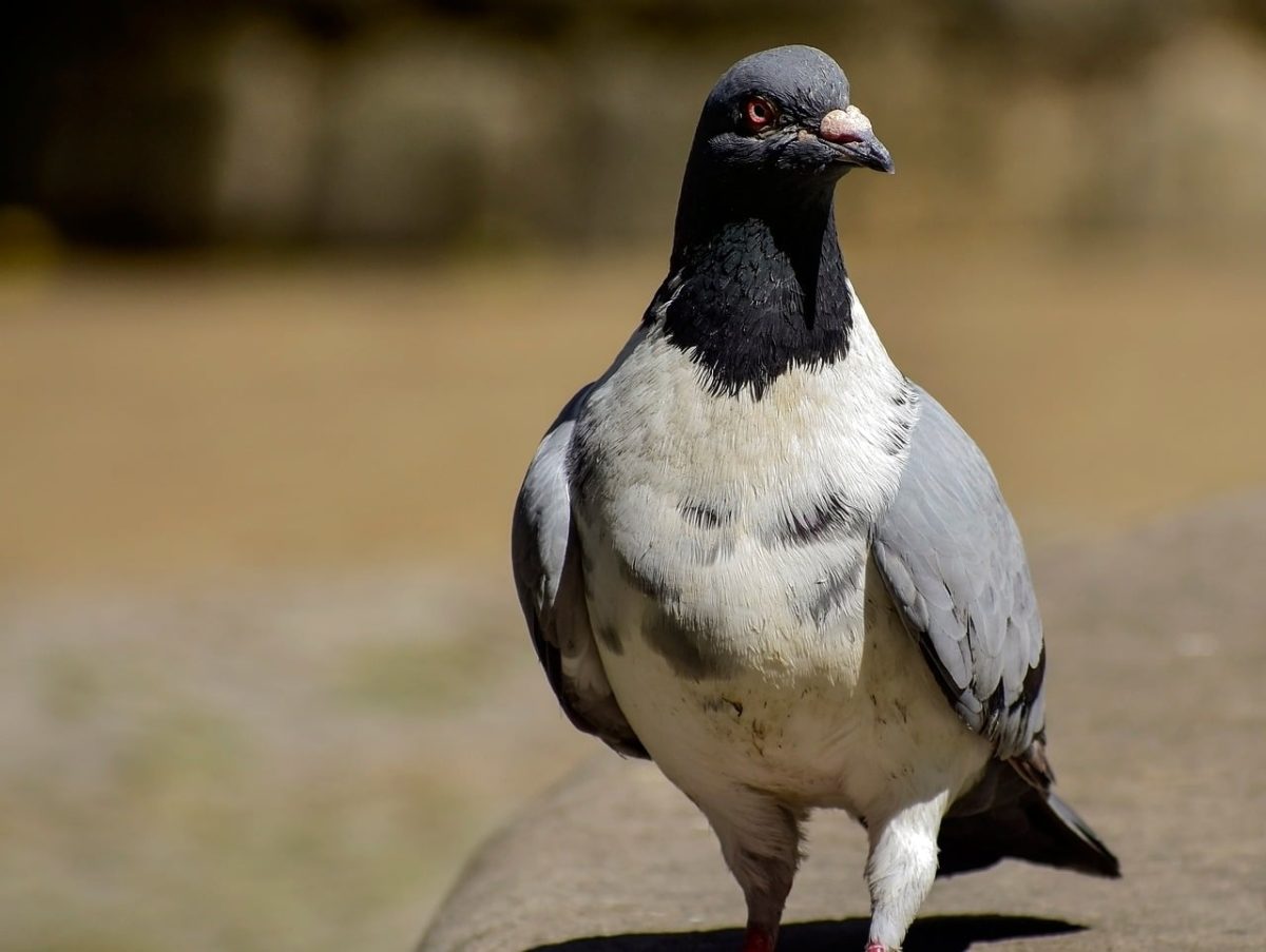 pigeon, bird, white, head, eye, nature, wild, grey, urban, feathered, approximately, detail, contrast, environment, light, solo, feral, feather, large, animal, flight
