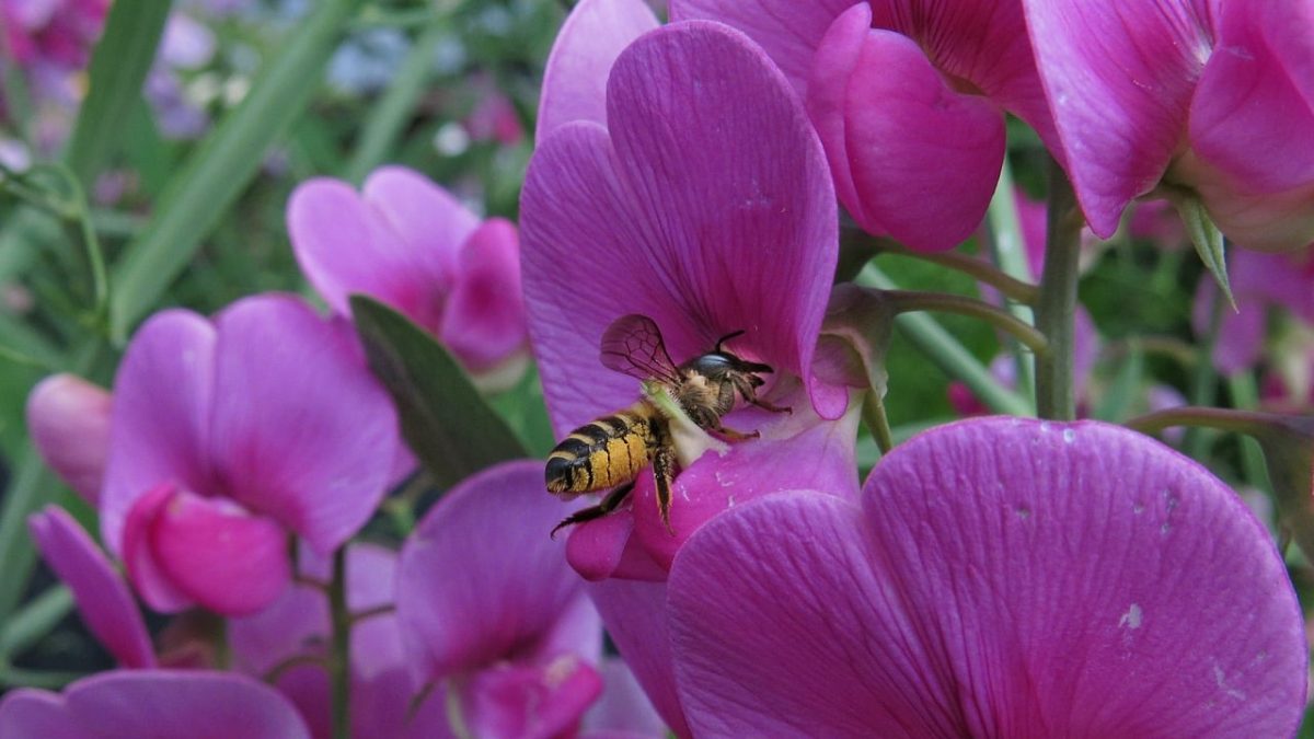 bee, flower, nature, purple, close-up, pollination, bee insect, flowering plant, flower type, still life, macro photography, winged, plants, intense, color, outdoors, pollen, botany, average, slightly