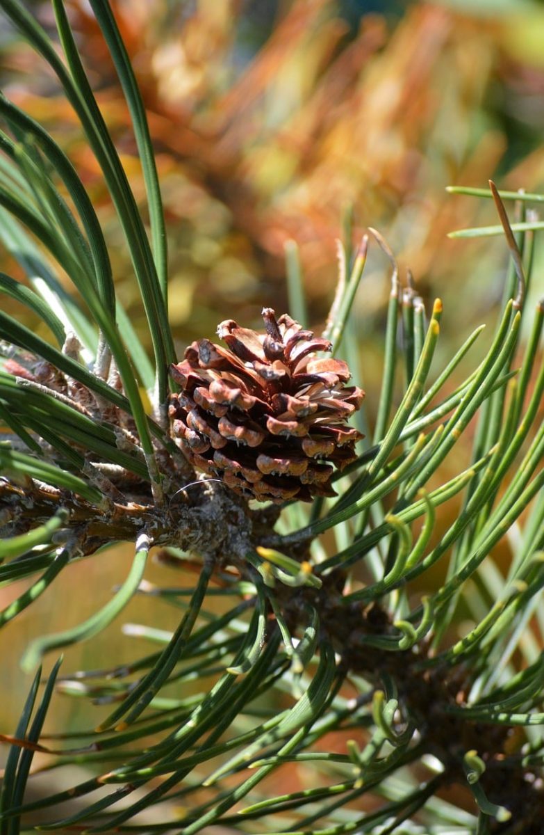 pine cone, conifer, branch, close-up, natural, seed, tree, forest, nature, green, needle, plant, brown, twig, pine needle, botany, growth rings, decoration, ecosystem, ecology