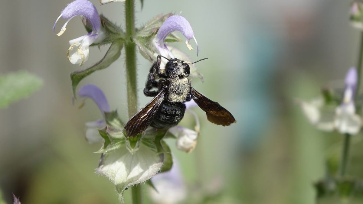 carpenter bee, purple flower, pollination, wings, macro photography, sage, nature, nectar, black, pollinating, flying insect, outdoors, wildlife, natural beauty, green environment, bee pollination, biotope, bumblebee, beekeeping