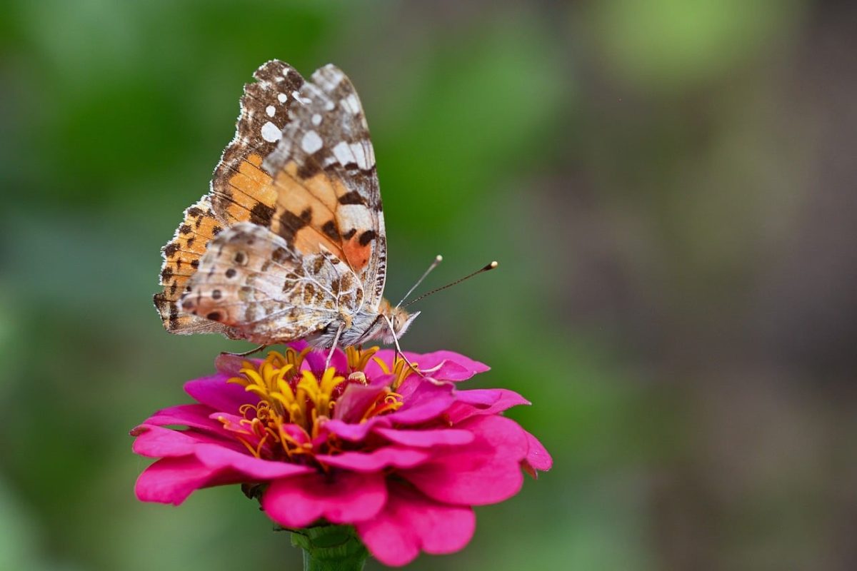 butterfly, flower, flower background, zinnia, close-up, wings, pollination, nature, garden, summer, colorful, beauty, outdoor, environment, graceful, flower wallpaper, insect, petal, wild, beautiful flowers, details, delicate, observation