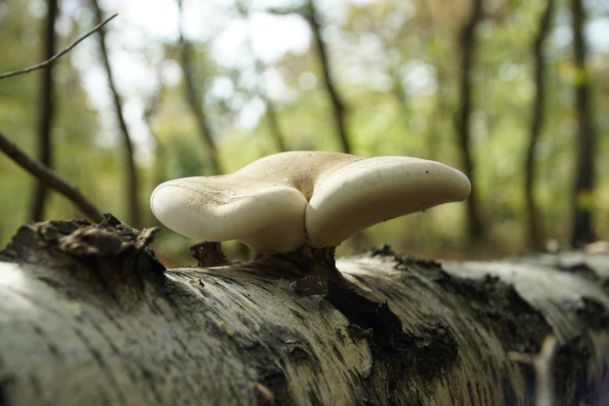 mushroom, trunk, forest, nature, fallen tree, mycelium, decay, white, nature scene, detail, fungus structure, bokeh, macro photography, ecosystem, close-up, raw wood, organic, habitat, nature monitoring, expansion