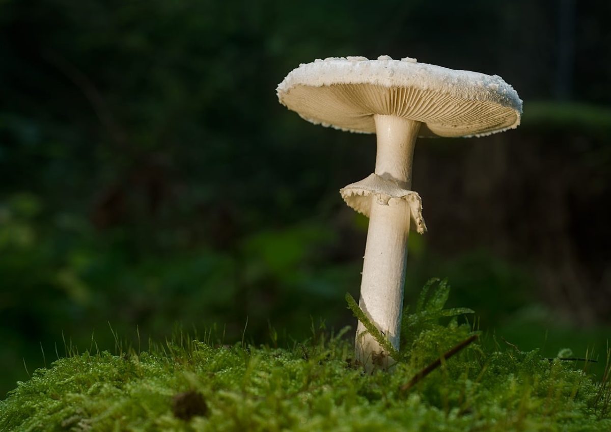 mushroom, nature, forest, moss, fall, mycology, natural light, tranquility, undergrowth, green, details, ecology, sponge, environment, ecosystem, symbiotic, botany, spore, soil