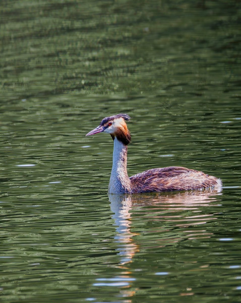 great crested grebe, bird, ornithology, waterbird, wildlife, feathers, water, nature, natural habitat, waterfowl, songbird, natural science, ecosystem, fauna, grebe, ornithologist, wilderness, environment, aquatic, wild, light