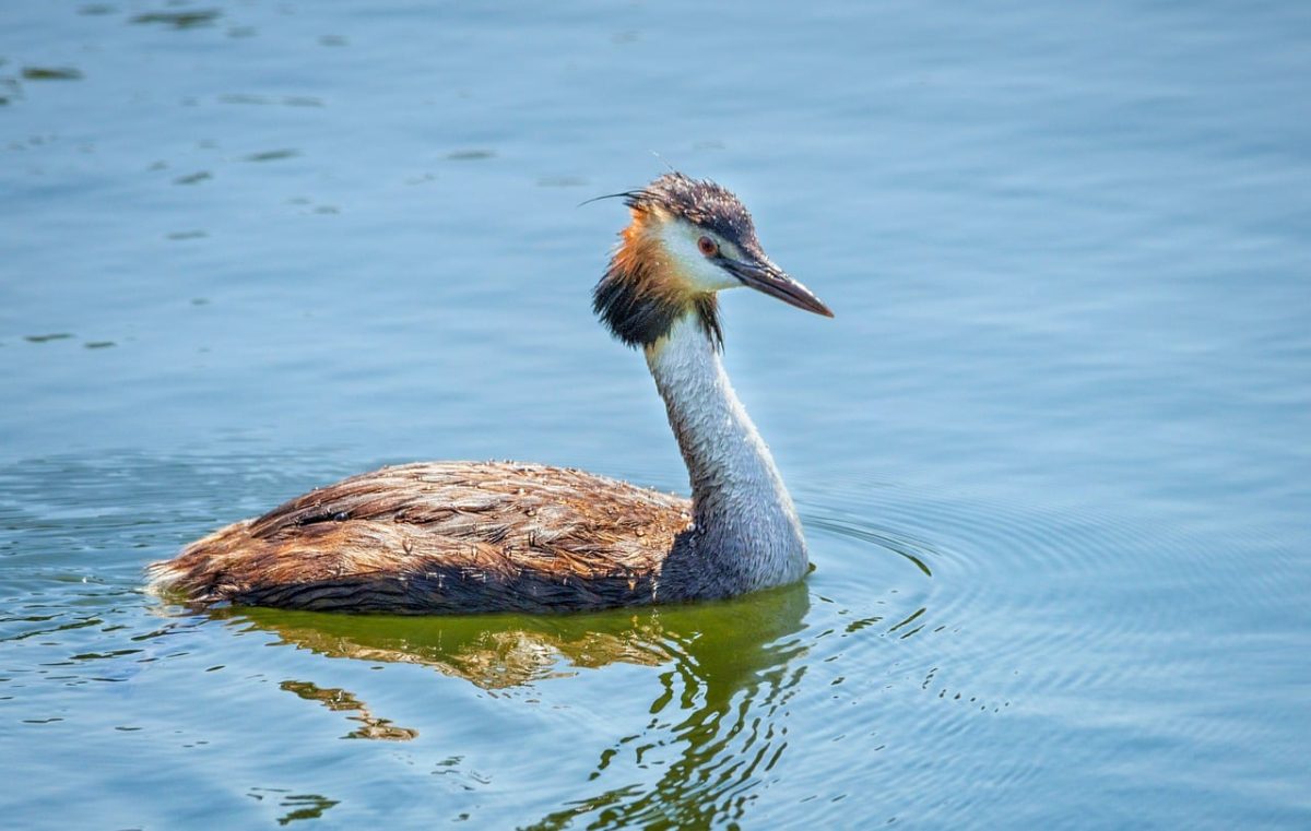 great crested grebe, bird, ornithology, waterbird, nature, wildlife, feathers, waterfowl, plumage, water, sunshine, calm, reflection, wilderness, wild, spring, meadow, ripple, predator