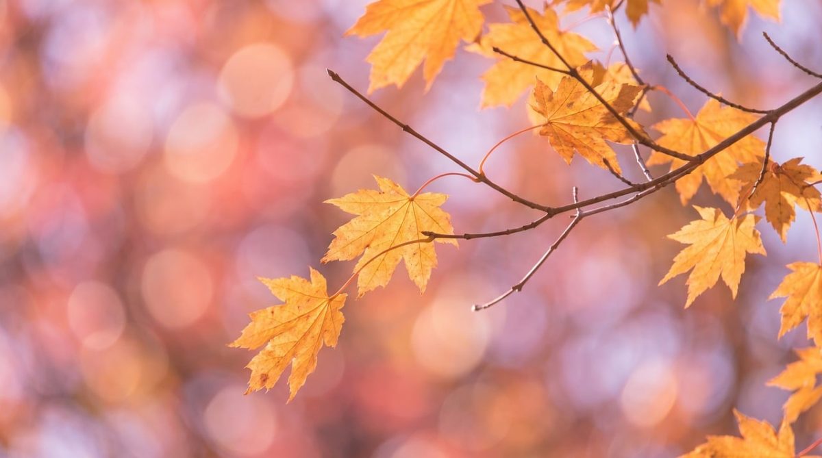 maple, autumn, hd wallpaper, leaves, fall, blurred background, foliage, mac wallpaper, branch, wallpaper hd, desktop backgrounds, orange, free wallpaper, laptop wallpaper, bokeh, background, blur, 4k wallpaper 1920x1080, outdoors, nature, seasonal, wallpaper 4k, beautiful wallpaper, windows wallpaper, golden, soft, atmosphere, garden, free background, environment, decorative, fade, full hd wallpaper, 4k wallpaper, cool backgrounds, red