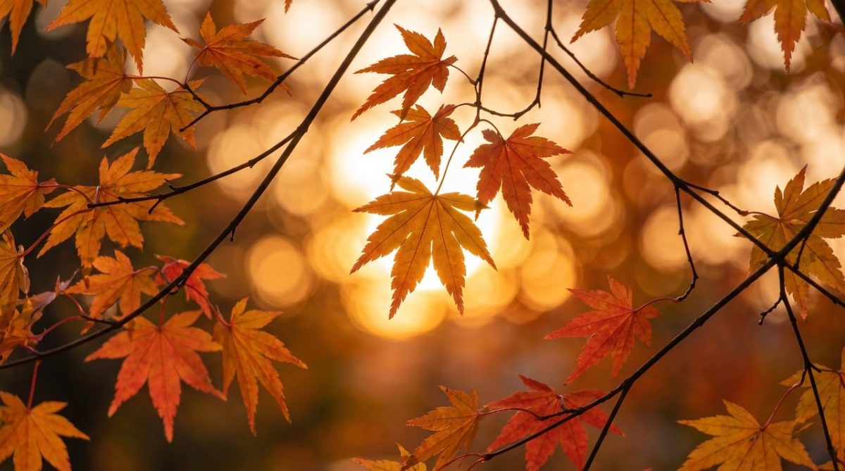 autumn, maple, leaves, sunset, bokeh, golden hour, outdoors, orange, scenic, seasonal, lighting, blurred, peaceful, backlit, red, landscape, foliage, nature, charming