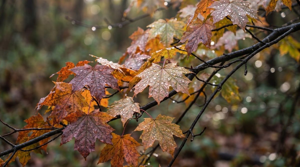 autumn, leaves, desktop backgrounds, maple, foliage, windows wallpaper, rain, droplets, free wallpaper, wallpaper 4k, laptop wallpaper, mac wallpaper, water, beautiful wallpaper, nature, cool backgrounds, forest, woodland, 4k wallpaper, macro, botany, orange, brown, floral background, free background, hd wallpaper, branch, wet, season, wallpaper hd, 4k wallpaper 1920x1080, plant, background, full hd wallpaper, texture