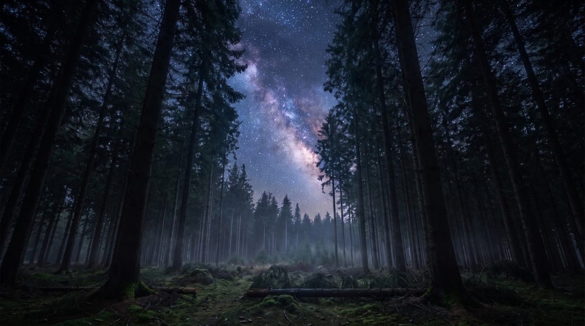 forest, milky way, stars, trees, night, astrophotography, nature, galaxy, moss, nebula, canopy, night sky, evergreen, sky, dark, cosmos, wilderness, outdoors, tranquil, scenic