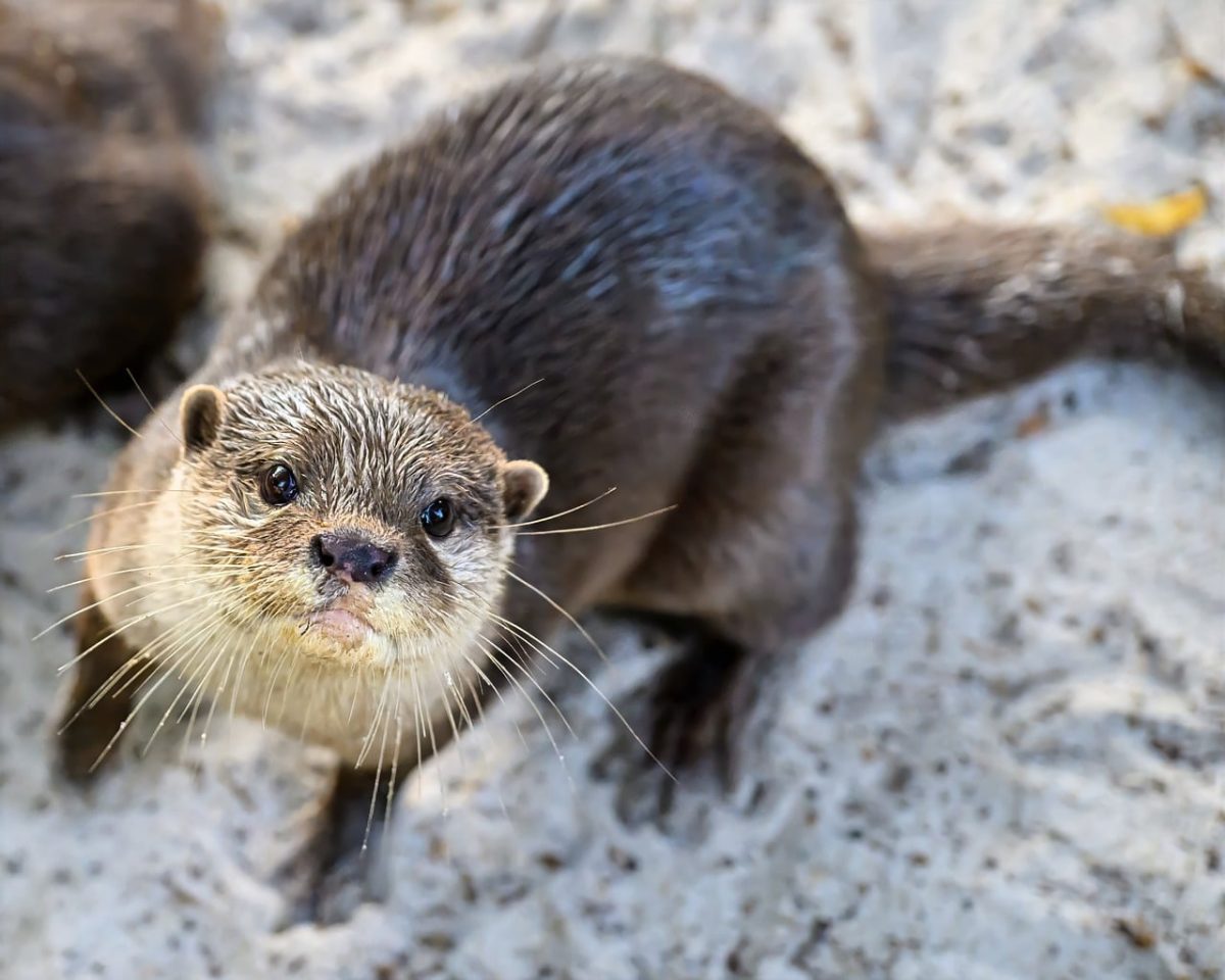 otter, animal, beach, sand, nature, creature, cute, mammal, wildlife, close-up, head, face, foreground, animal life, conservation, young, aquatic, appearance, expressive, water animal