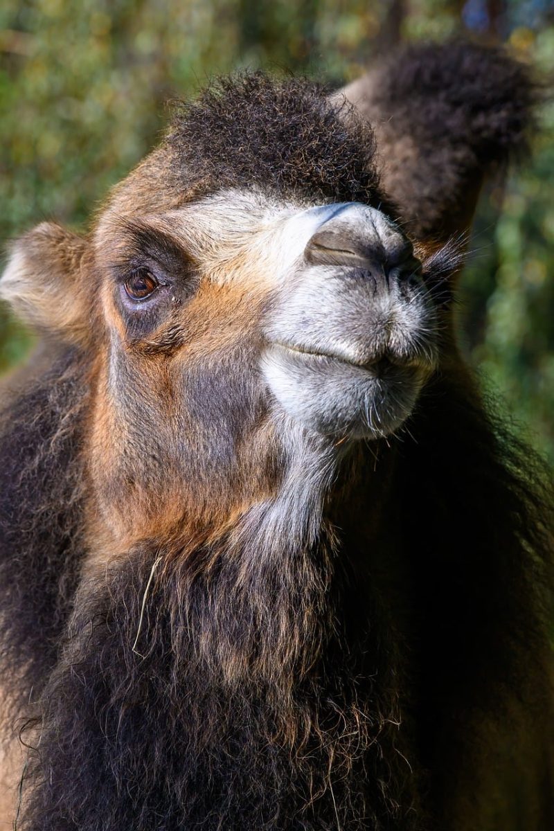 camel, bactrian, nature, animal, mammal, head, hump, close-up, ungulate, fur, outdoors, portrait, face, double hump, zoo, fluffy, hair detail, tarzan beard, calf, hypothermia, traditional