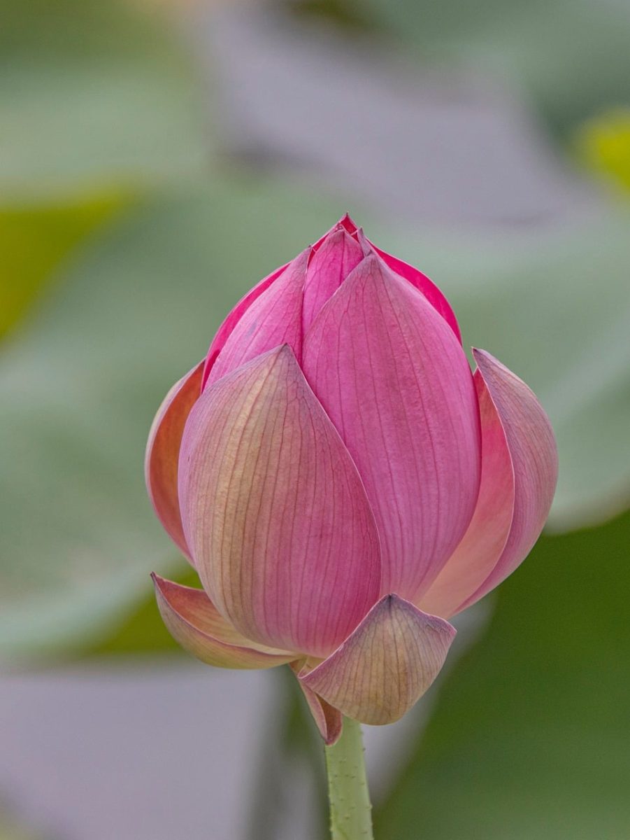 lotus, lotus flower, pink, bud, nature, horticulture, exotic plant, leaves, aquatic plant, beauty, flower, cultivation, botany, garden, lotus bud, greenhouse culture, subtropical, botanical garden, soft light