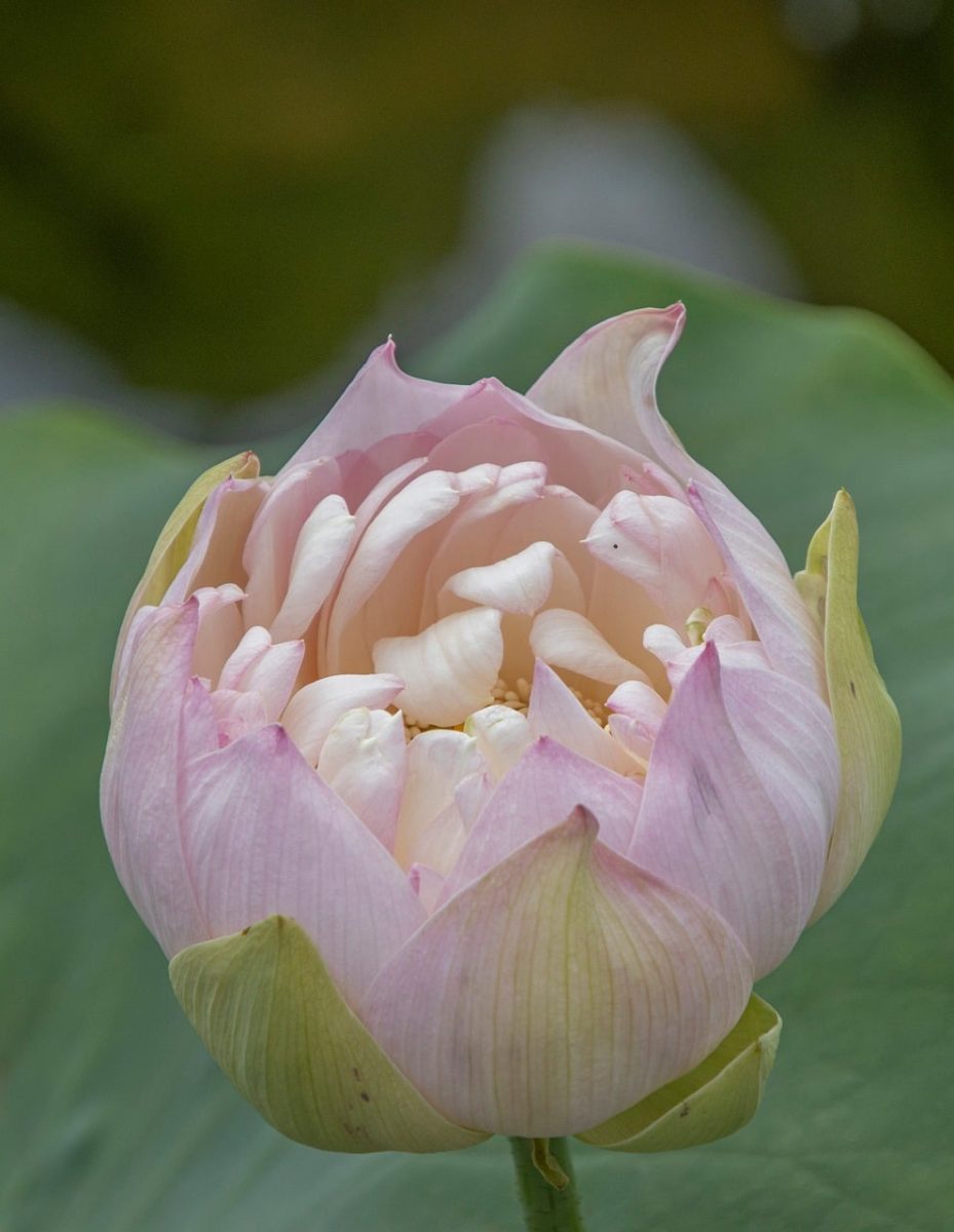 lotus, flower, bud, blossom, pink, leaf, nature, garden, water plant, beauty, natural, close-up, delicate, exotic, meditation, zen, calm, decorative, spa, fresh