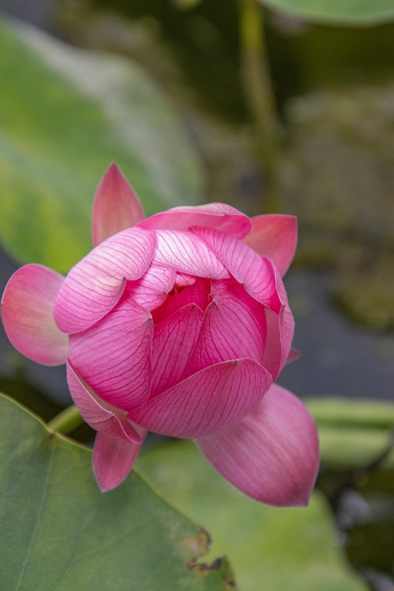 lotus, flower, pond, bloom, flora, petals, pink, spring, garden, nature, aquatic plant, tranquility, zen, water, close-up petals, green, bud, lotus blossom, large leaves