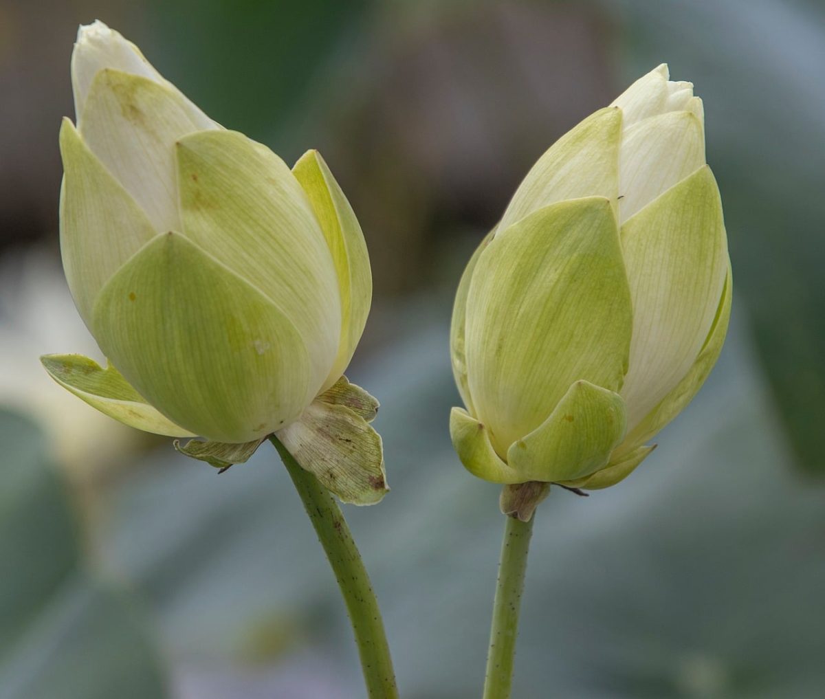 lotus, pond, flora, plant, petals, buds, nature, water plant, lotus bud, green, closeup, natural beauty, fragile, lake, bud, delicate, natural environment, tranquil, peace, beauty