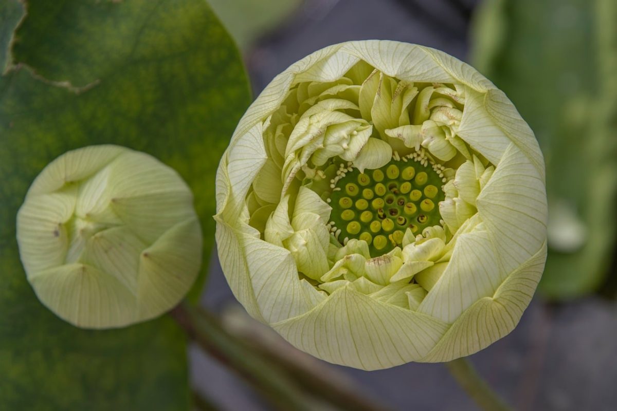 lotus, flower, bud, plant, petal, golden yellow, nature, beautiful flowers, macro, fresh, beauty, flower background, calm, flower wallpaper, reflection, meditative, green, flower opening, closed lotus, growth, petals, fragility, purity, water