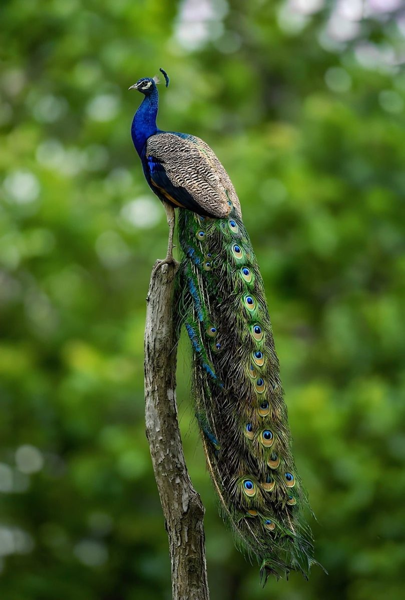 peacock, nature, green, majestic bird, back feathers, vivid colors, animal kingdom, wildlife, natural beauty, life in nature, blue color, tail feather, beauty in nature, bird, peacock perch, eye-catching feathers, bird beauty, open nature, long tail, ai generated