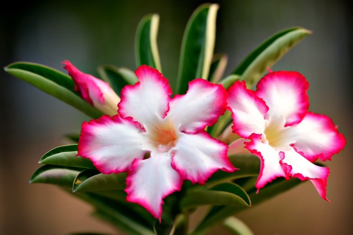 adenium, flower, nature, gardening, outdoor, beauty, tropical, colorful, natural, leaves, garden, season, cultivation, beautiful flowers, landscaping, decoration, summery, environment, charm, flower wallpaper, atmosphere, flower background, green