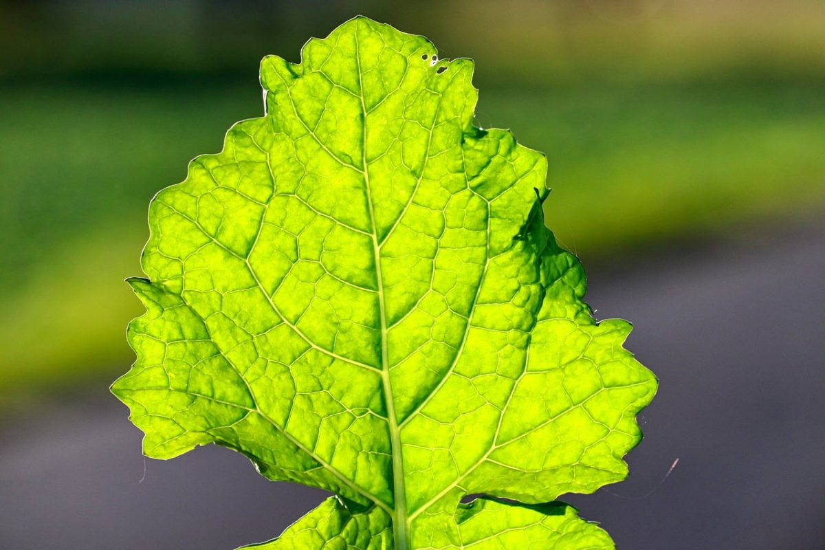 leaf, leaf structure, veins, nature, green, macro, agriculture, close-up, vegetable, field, herb, light green, structure, single leaf, agricultural plant, green color, leaf texture, biology, cultivation, agricultural area