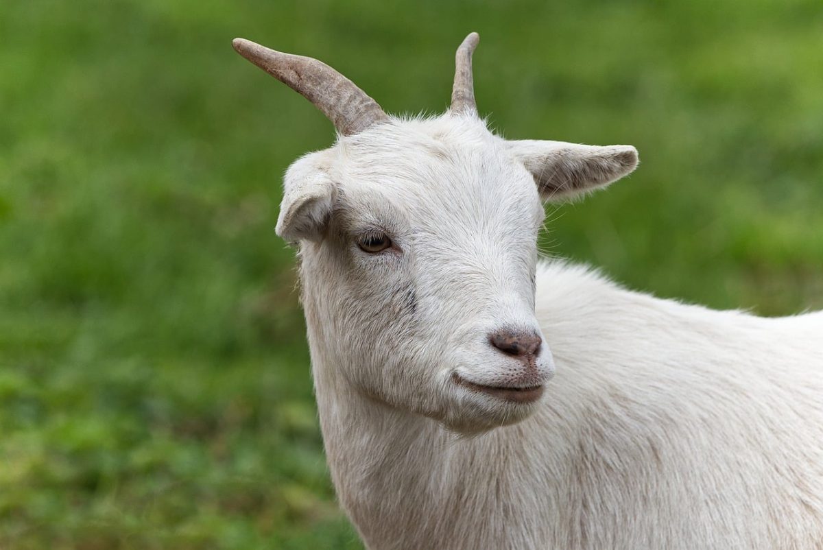 goat, animal, field, natural environment, nature, mammal, rural, green, white fur, domestic animal, horns, grazing animal, young, hedge, portrait, agriculture, livestock tag, food, organic farm, herbivore
