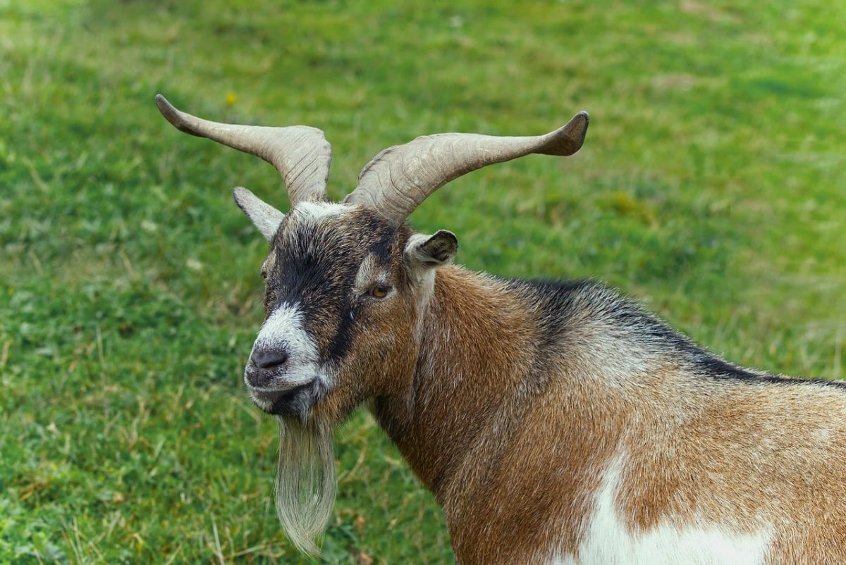 goat, four-legged animal, beard, horns, countryside, grassy area, nature, goat head, pet, farm, zoology, belly, livestock, blue eyes, portrait, pet outdoors, ecology, natural world, hoof, agriculture