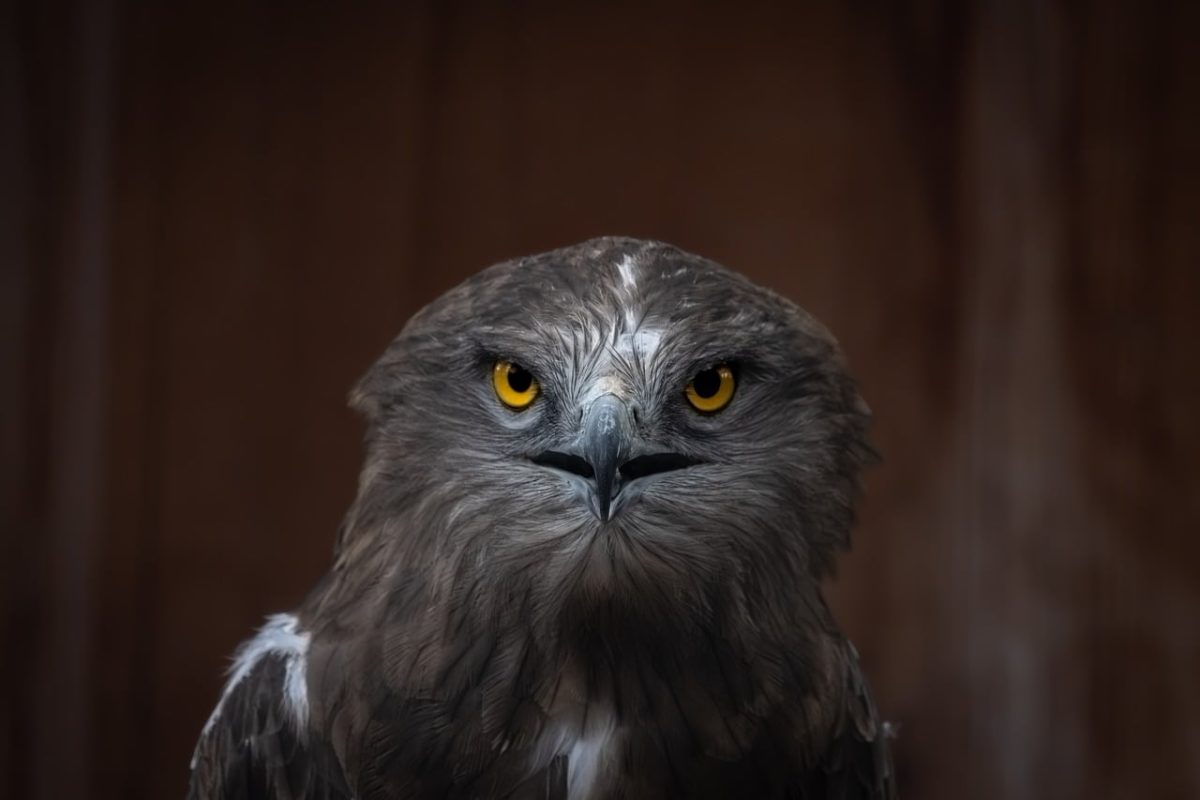 eagle, bird of prey, feather, yellow eyes, beak, brown feathers, head, wild, details, focal length, sharp eyes, strength, animal beauty, predator, zoology, flight, appearance, characteristic, distinctive look