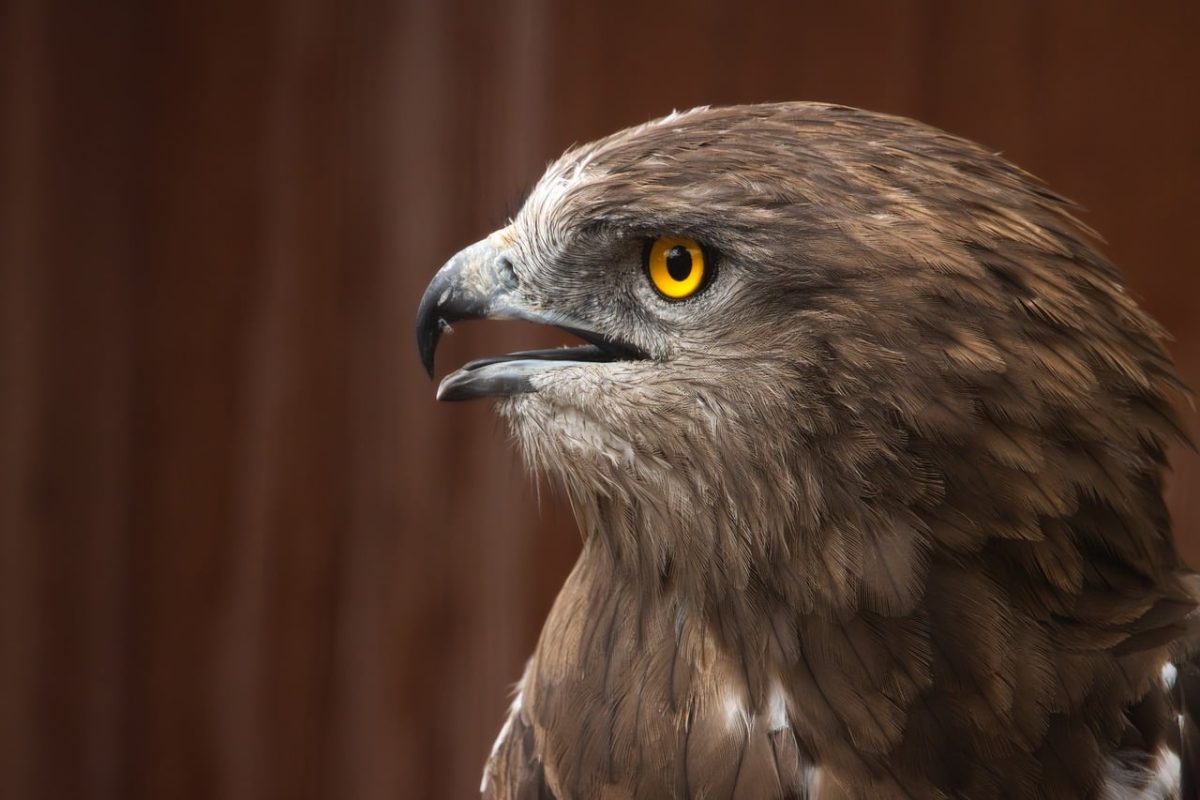 eagle, head, wild, yellow eyes, beak, sharp, feather, raptor, intensity, side view, nature, bird, close-up, animal, dramatic, bold patterns, upward gaze, eagles, details, focus, portrait