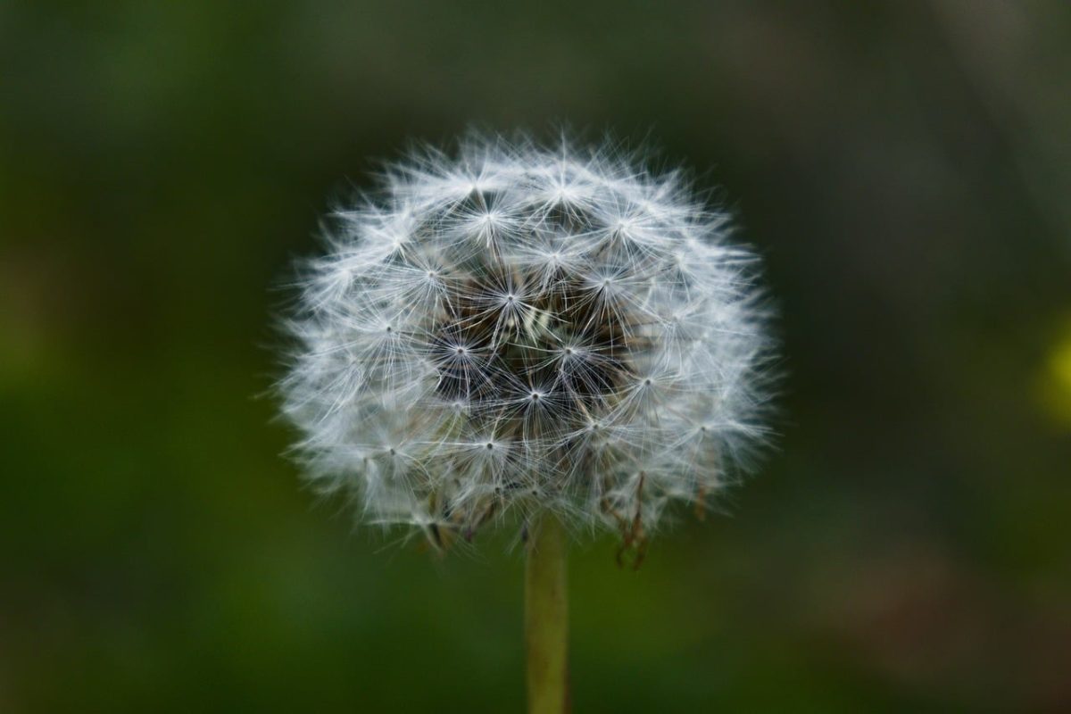dandelion, seed, natural, blurred background, delicate, meadow flora, seed head, summer, weather, nature, fine structures, macro, plant in nature, wildflower, blowing, light green, fine texture, quarantine activity, fragility, natural science, windy