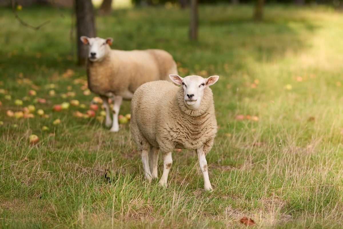 sheep, agriculture, nature, pasture, flock, orchard, wool, rural, green, meadow, animal, countryside, ewe, farming, sun, beautiful flowers, serenity, courtyard, flower wallpaper, grazing, calm, cozy, flower background, flowers