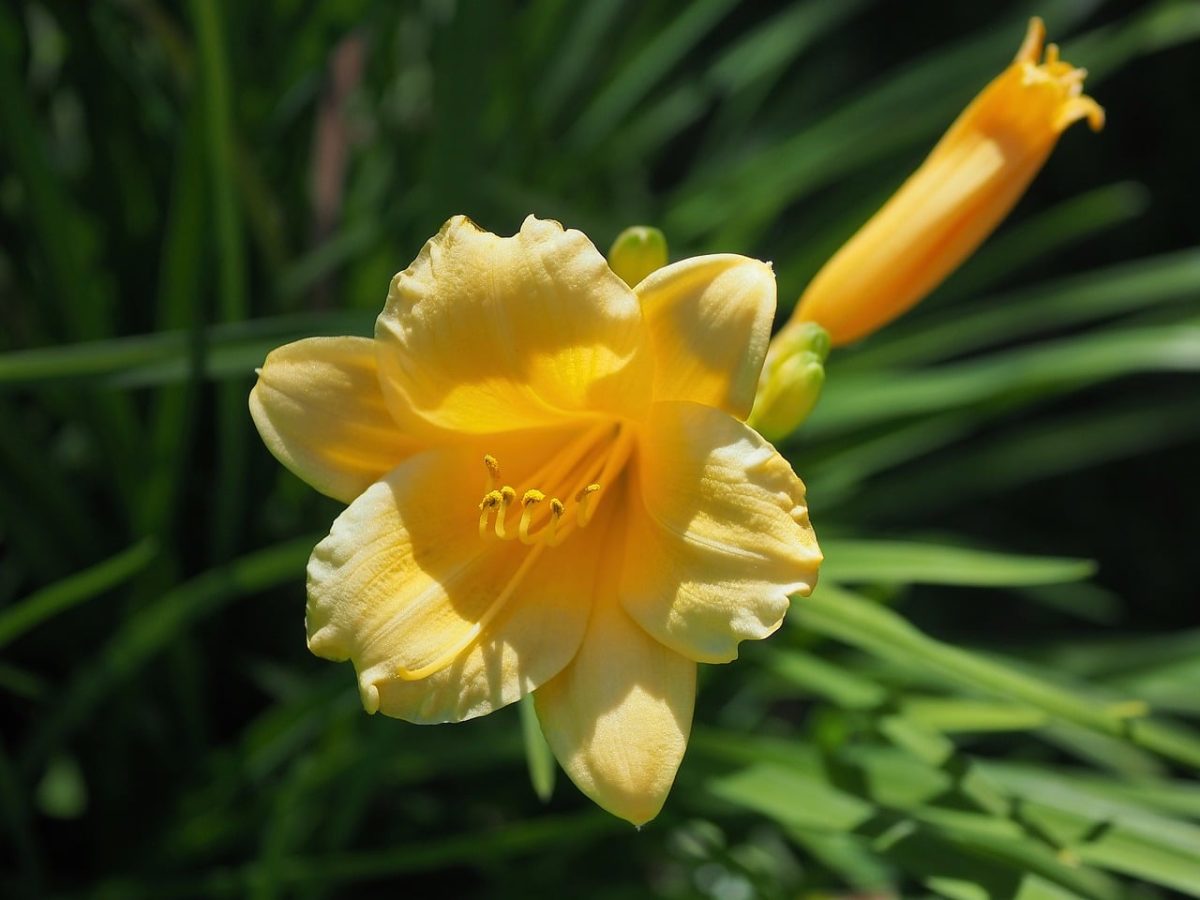 daylily, yellow, flower, nature, summer, garden, close-up, outdoors, botany, flower detail, beauty, photography, bright, contrast, decorative, ornamental plant, gardening, delicate, colorful, sunlight, royal lily
