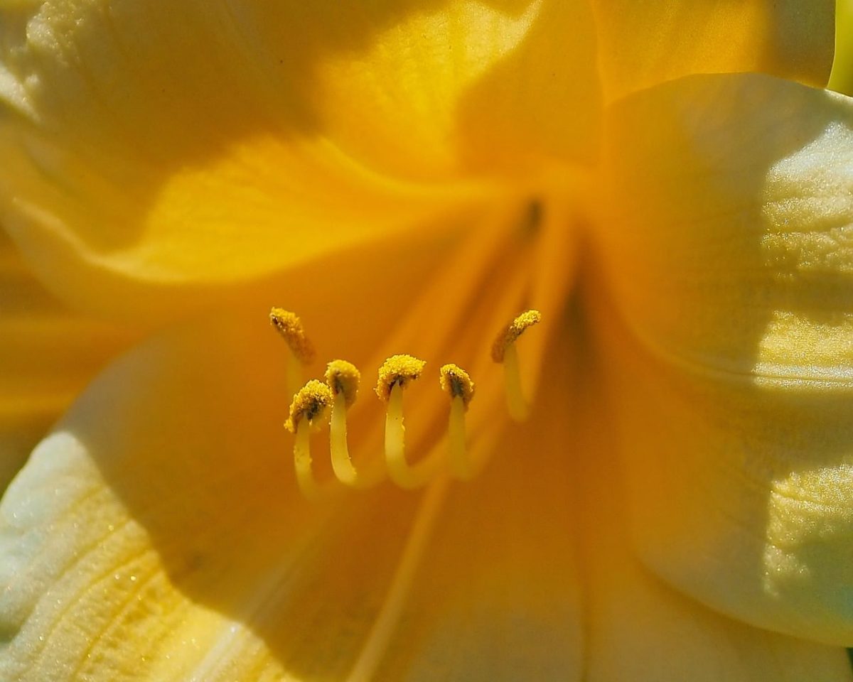 flower, macro photography, flower background, pollen, pistil, stamen, beautiful flowers, yellow, exotic, flower wallpaper, lily, summer, nature, beauty, detail, sun, bright, natural, lighting, edge, human, life, just