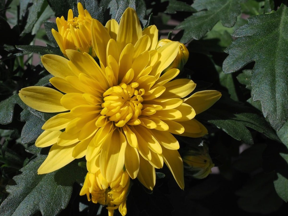 yellow flowers, cosmos, garden, leaves, beauty, autumn, detail, nature, flora, contrast, flowers, cultivation, radiance, bush, decoration, botany, joy, yellow, daisy, splendor