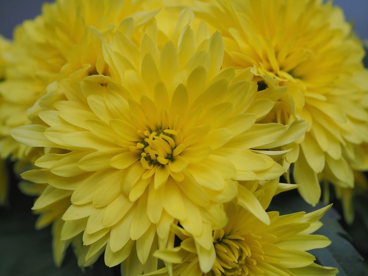 aster, yellow, flower, nature, gardening, closeup, beauty, autumn, garden, petal, yellow flower, natural light, season, horticulture, plant, color palette, environment, view