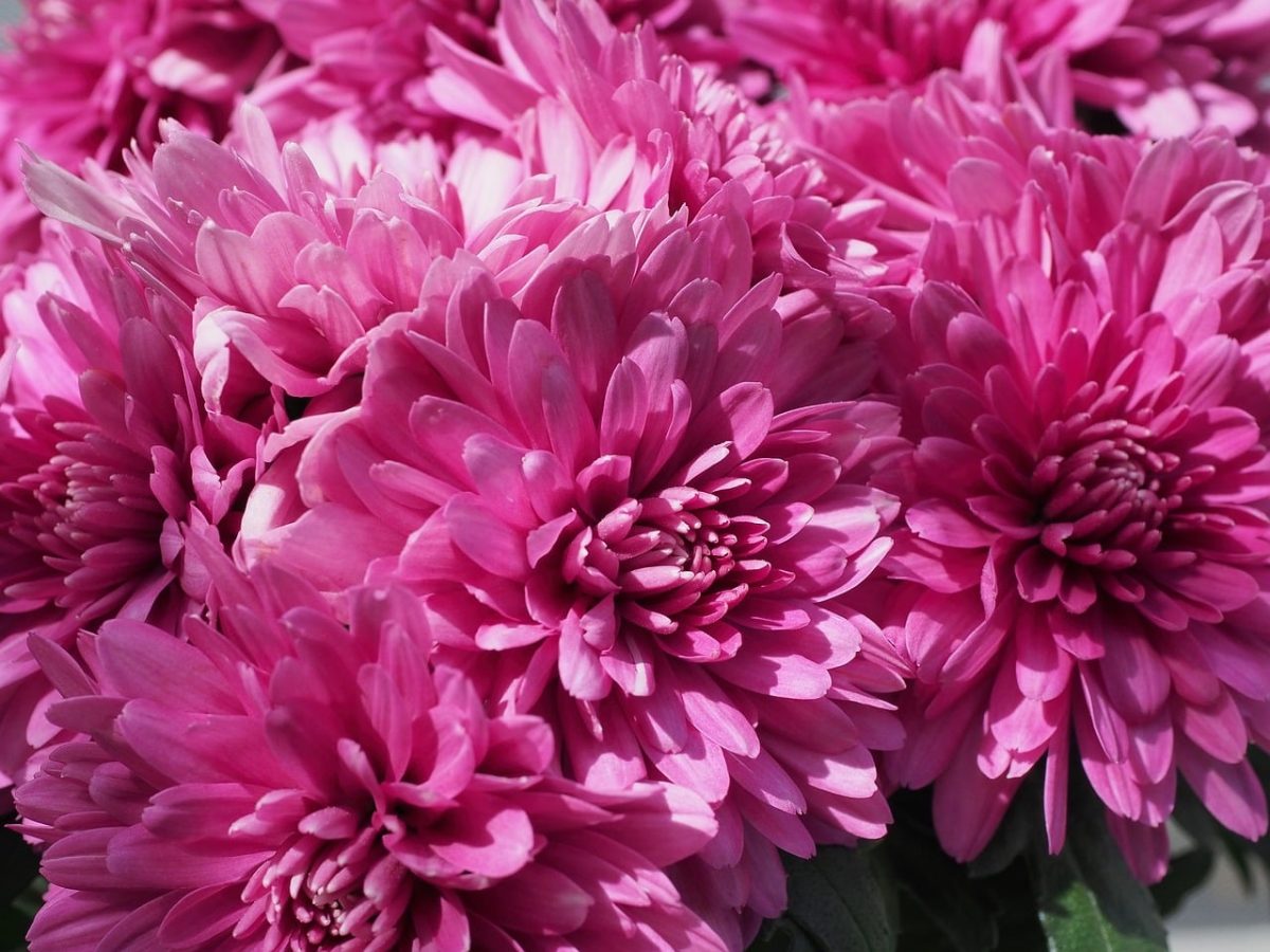 autumn, aster, pink, flower, nature, close-up, garden, botany, beauty, inflorescence, horticulture, composite, cultivation, colorful, delicate flower, blossom, perennial, decorative, colorful clusters, pastel tones